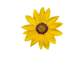 Wildflowers